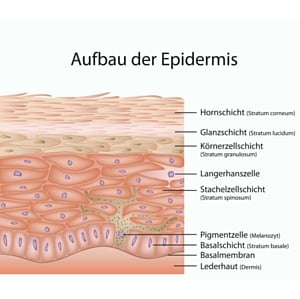 Aufbau der Haut