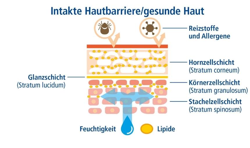 Intakte Hautbarriere